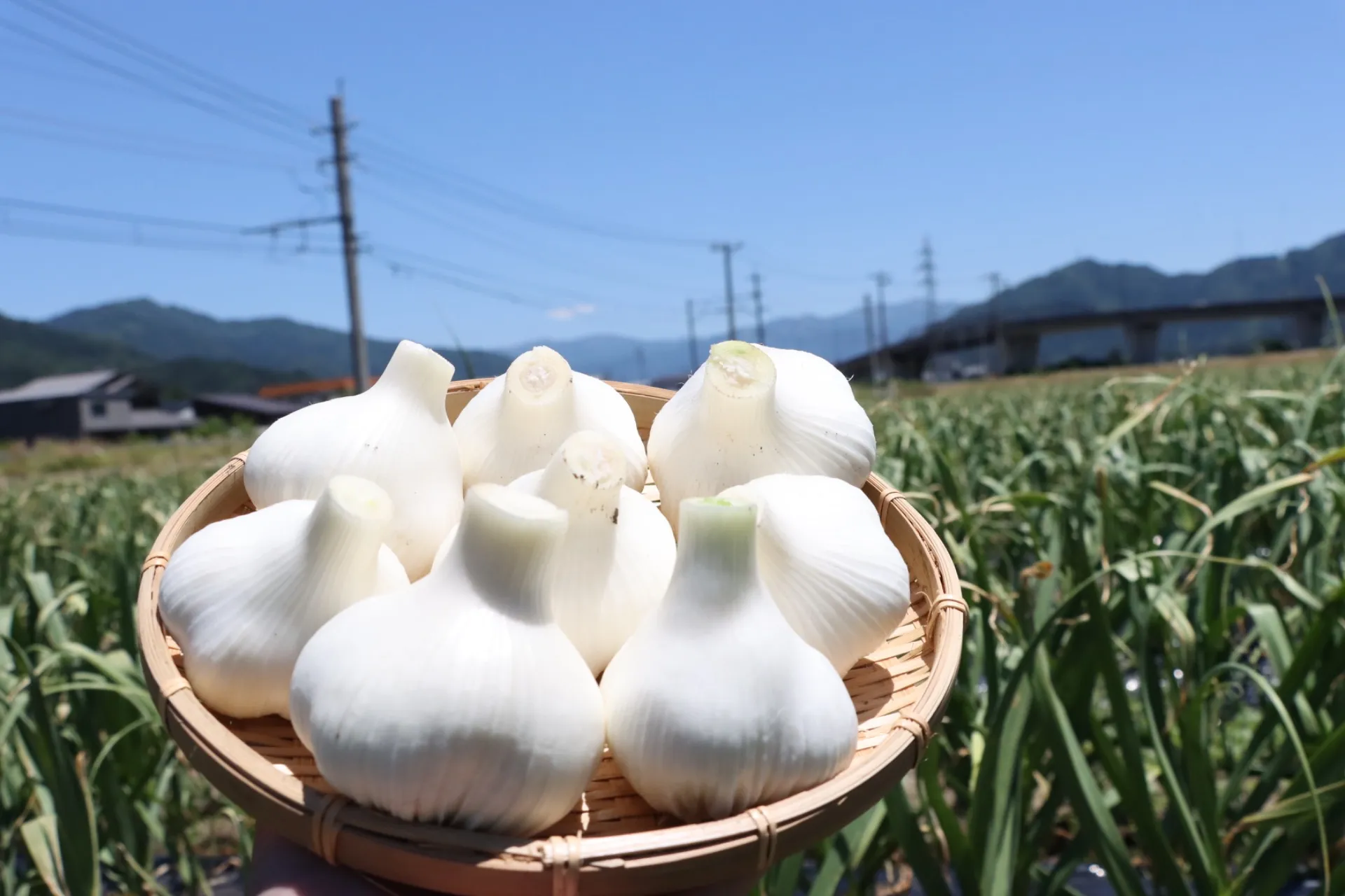 上志比にんにく収穫開始!